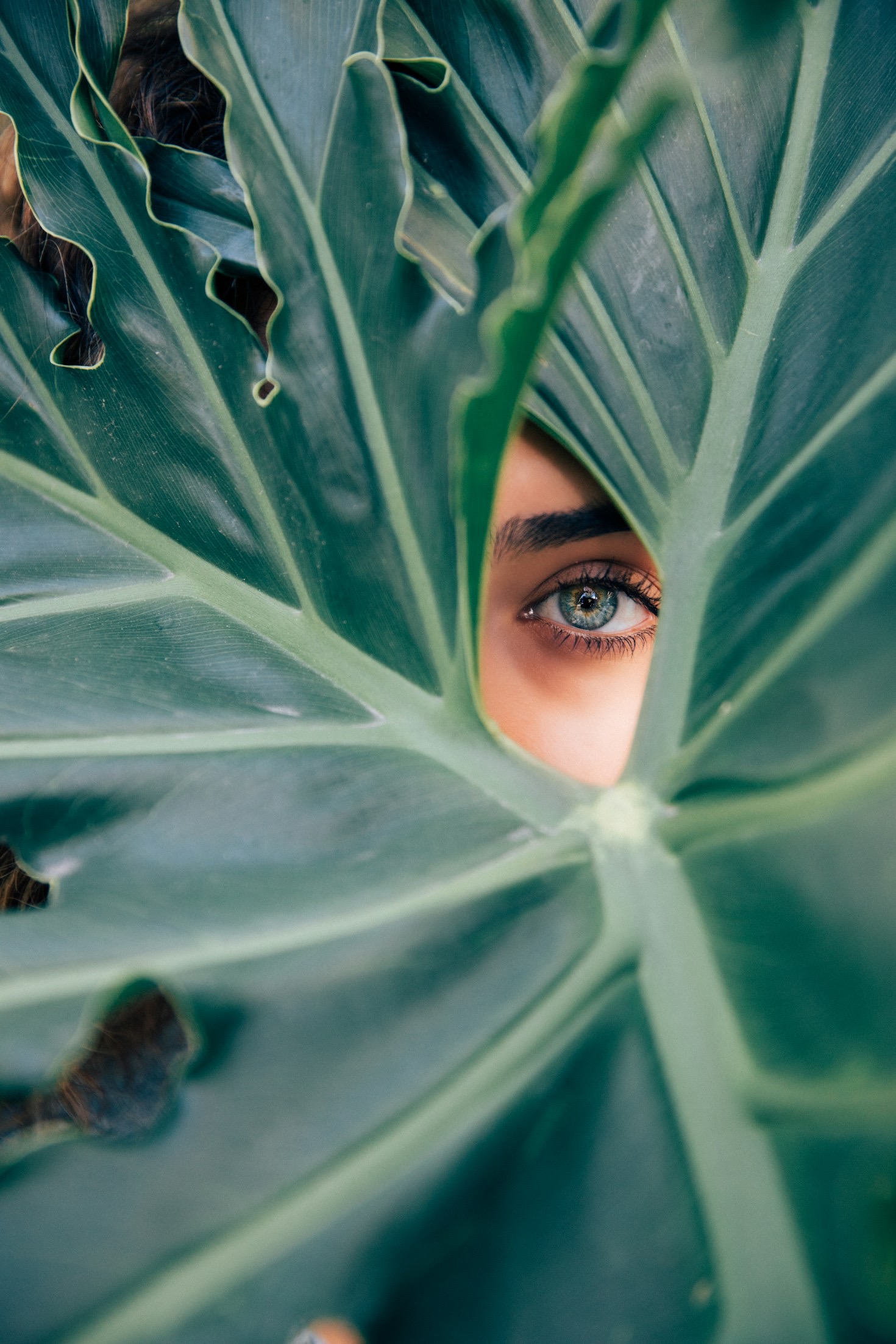 Les plantes d’intérieur qui purifient l’air de votre maison